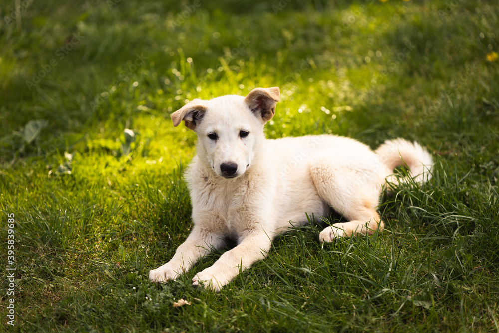 young dog white puppy in green grass