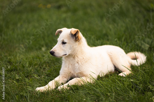 young dog puppy in green grass © Nauris