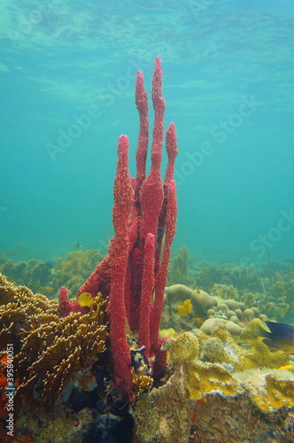 Red sponge Amphimedon compressa underwater in the Caribbean sea photo