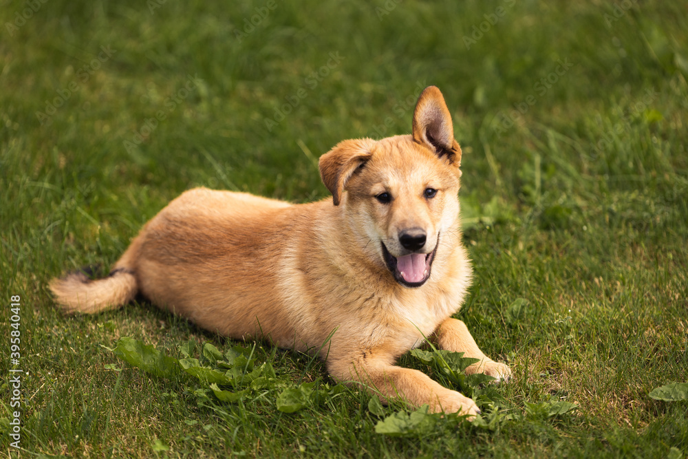 young dog puppy golden dog in green grass young dog puppy golden dog in green grass