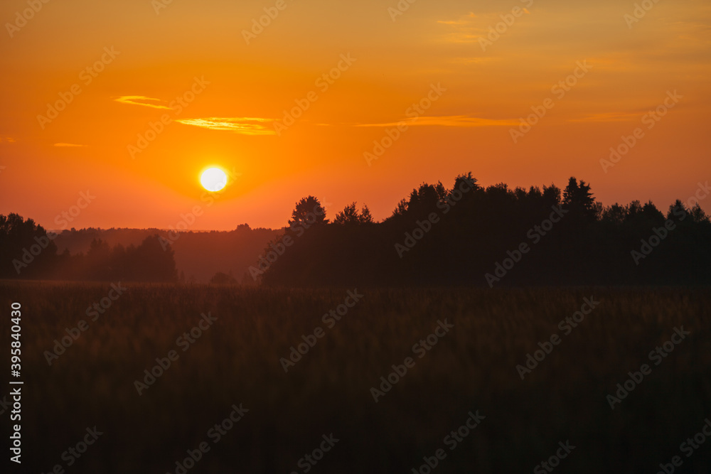 summer dawn in a wheat field summer dawn in a wheat field