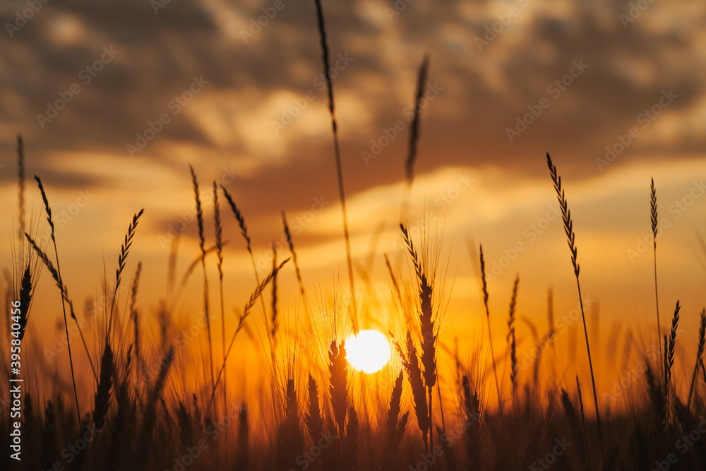 summer dawn in a wheat field