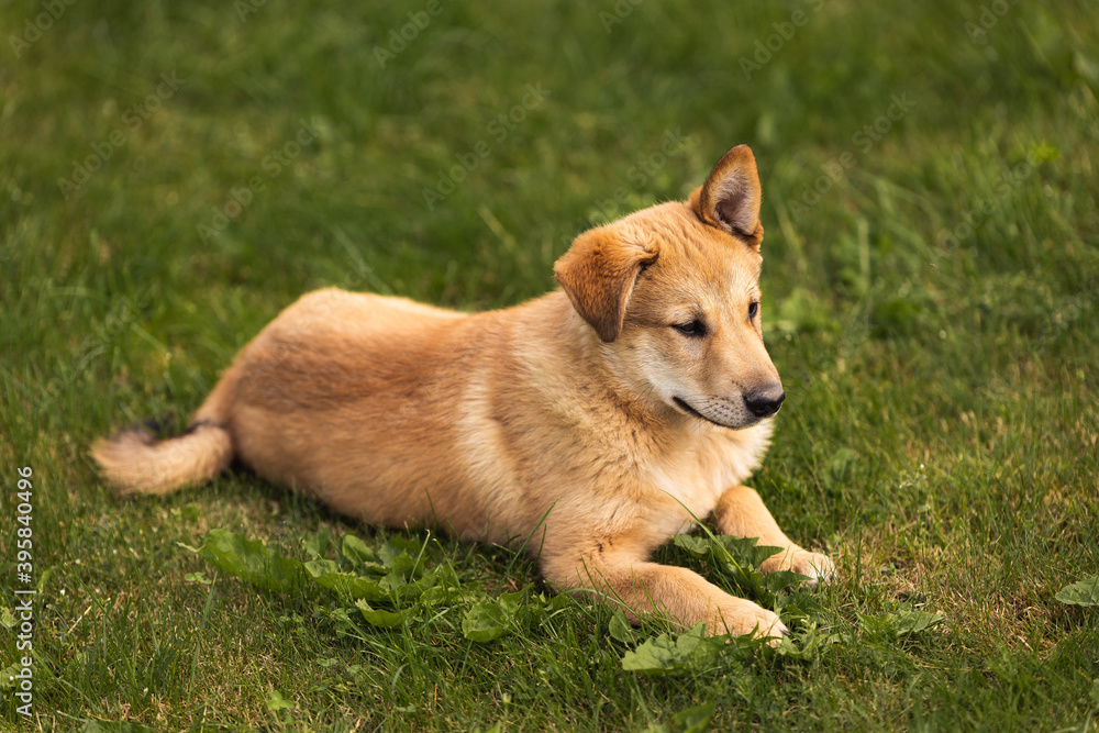 young dog puppy golden dog in green grass
