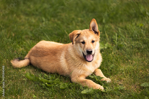 young dog puppy golden dog in green grass © Nauris