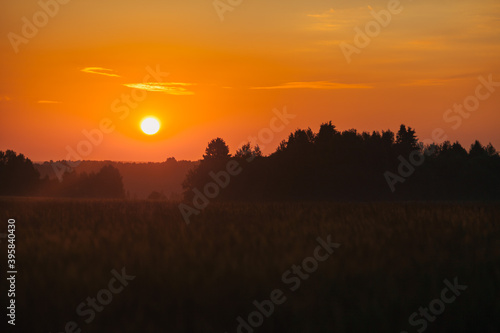 summer dawn in a wheat field