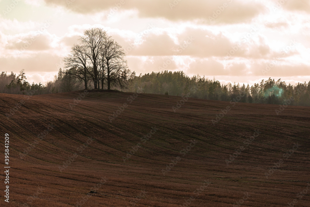 autumn scene lonely tree without leaves in a top of a hill in a grass field autumn scene lonely tree without leaves in a top of a hill in a grass field