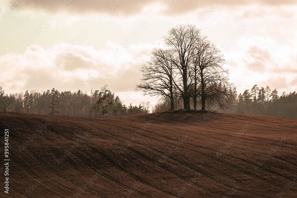 autumn scene lonely tree without leaves in a top of a hill in a grass field