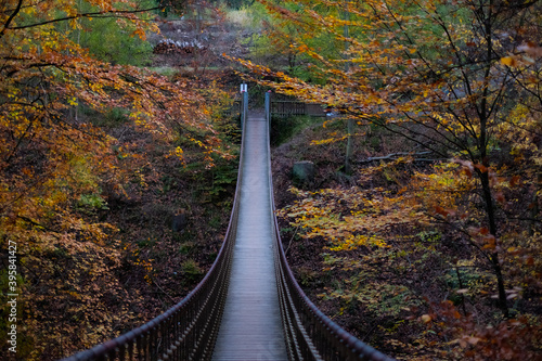 Autumn Walks through the forest, Germany