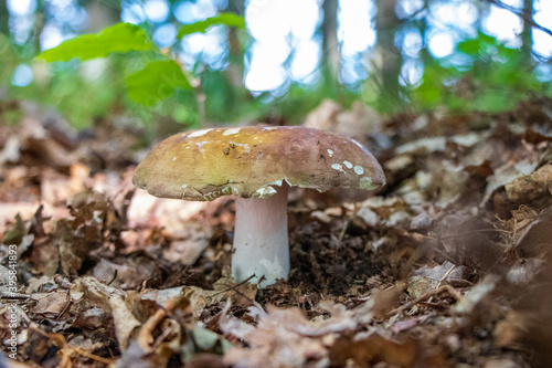 Russula mushroom growing in the woods