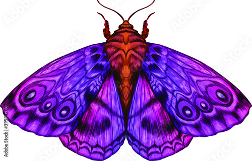 furry moth coloring vector illustration