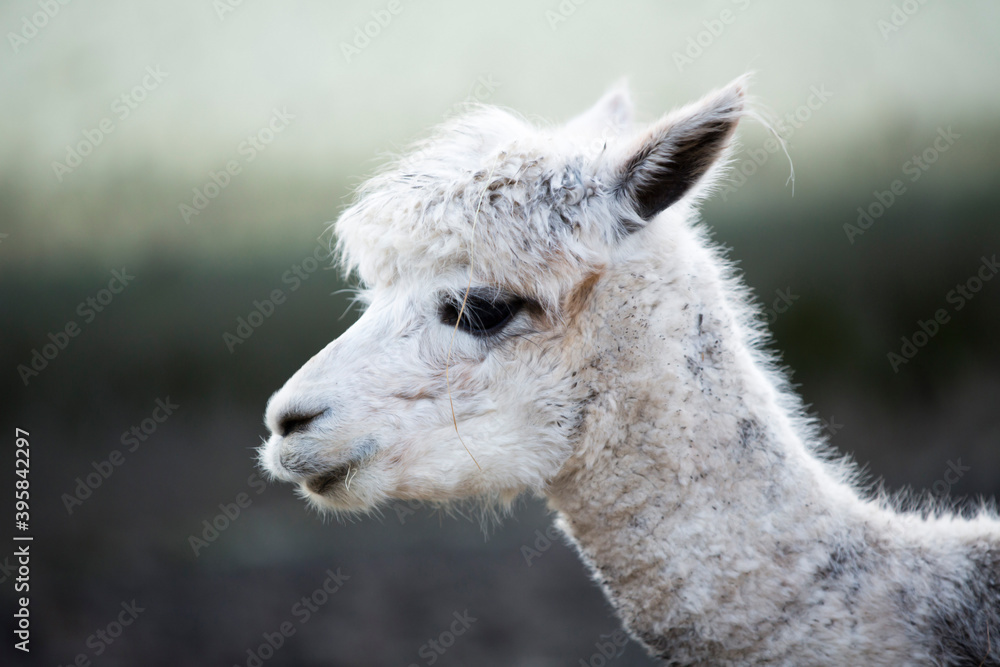 Portrait of a wild animal alpaca