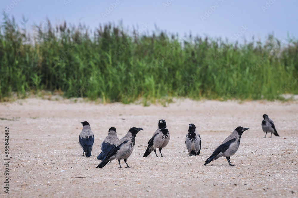 Fototapeta premium Hooded crows on the beach in Swinoujscie city over Baltic Sea in West Pomerania region of Poland