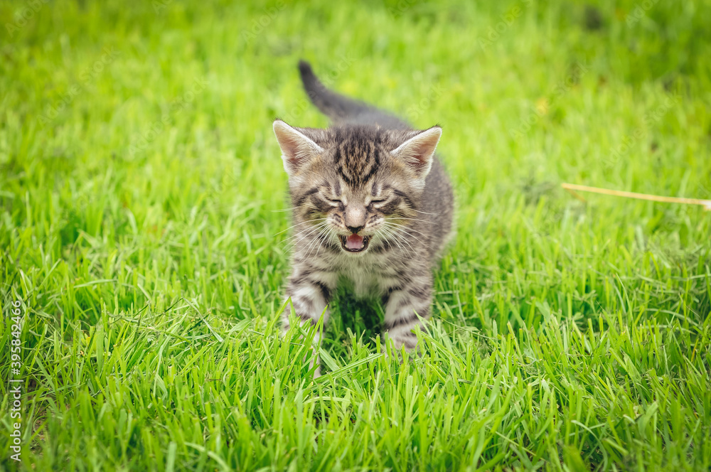 Small cat walks on a on a green meadow