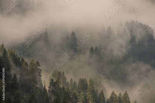 Heavy morning fog in the forest  Germany 