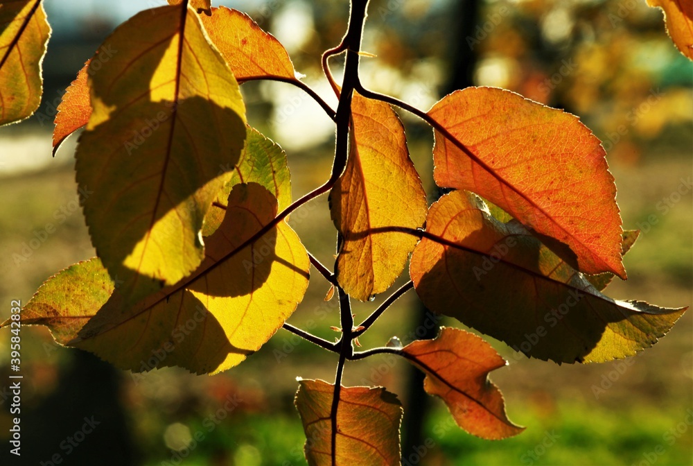 Fototapeta premium りんごの紅葉