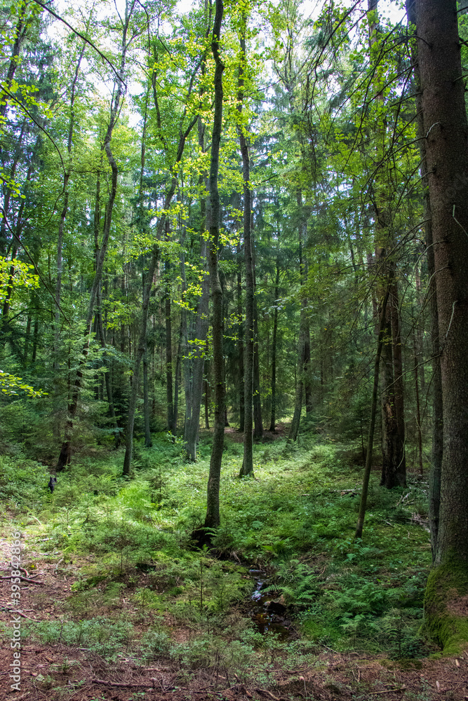 Forest landscape in the wmorning Forest landscape in the wmorning