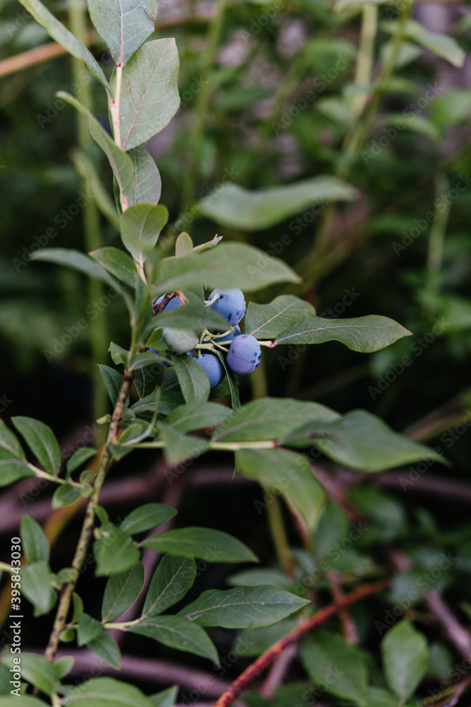 Ripe blueberries growing on a blueberry bush Ripe blueberries growing on a blueberry bush