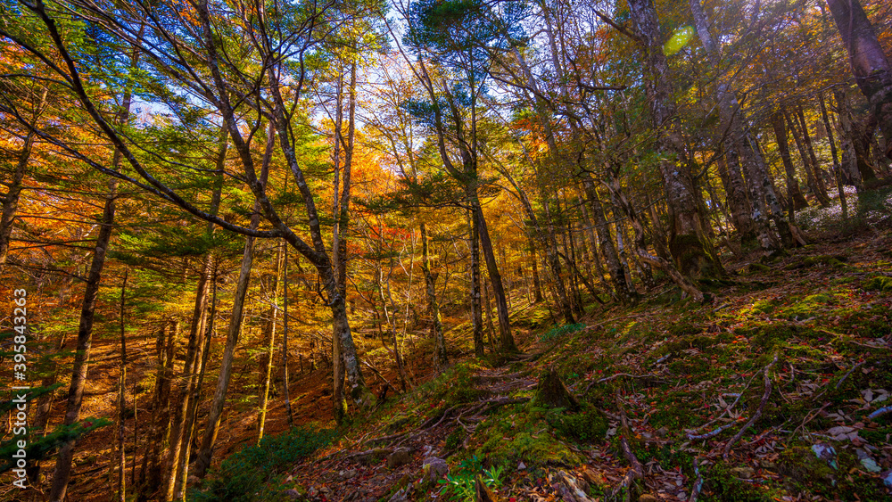 Fototapeta premium 大台ケ原