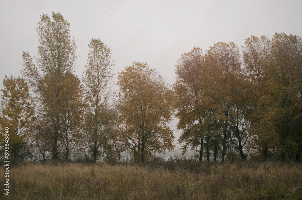 Fototapeta premium morning misty autumn landscape with trees