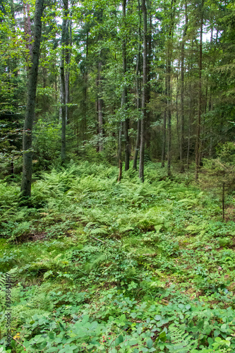 Forest landscape in the morning