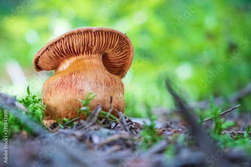 Cortinarius rubellus (deadly webcap) mushroom growing in the woods