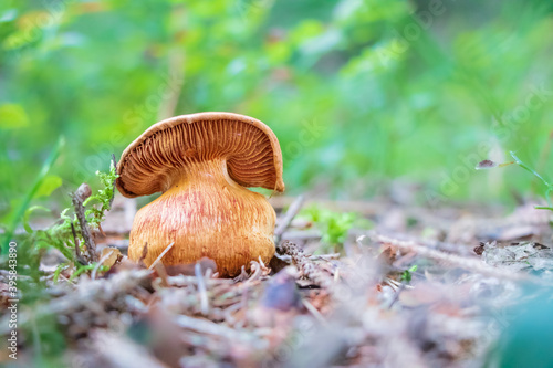 Cortinarius rubellus (deadly webcap) mushroom growing in the woods