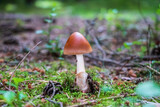 Amanita fulva (tawny grisette) mushroom growing in the woods
