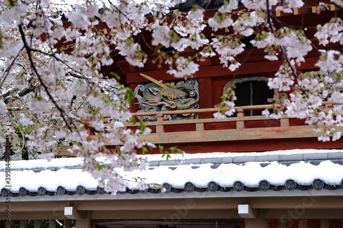 川越　喜多院の鐘楼門　桜が満開の時に季節外れの雪が積もる photo