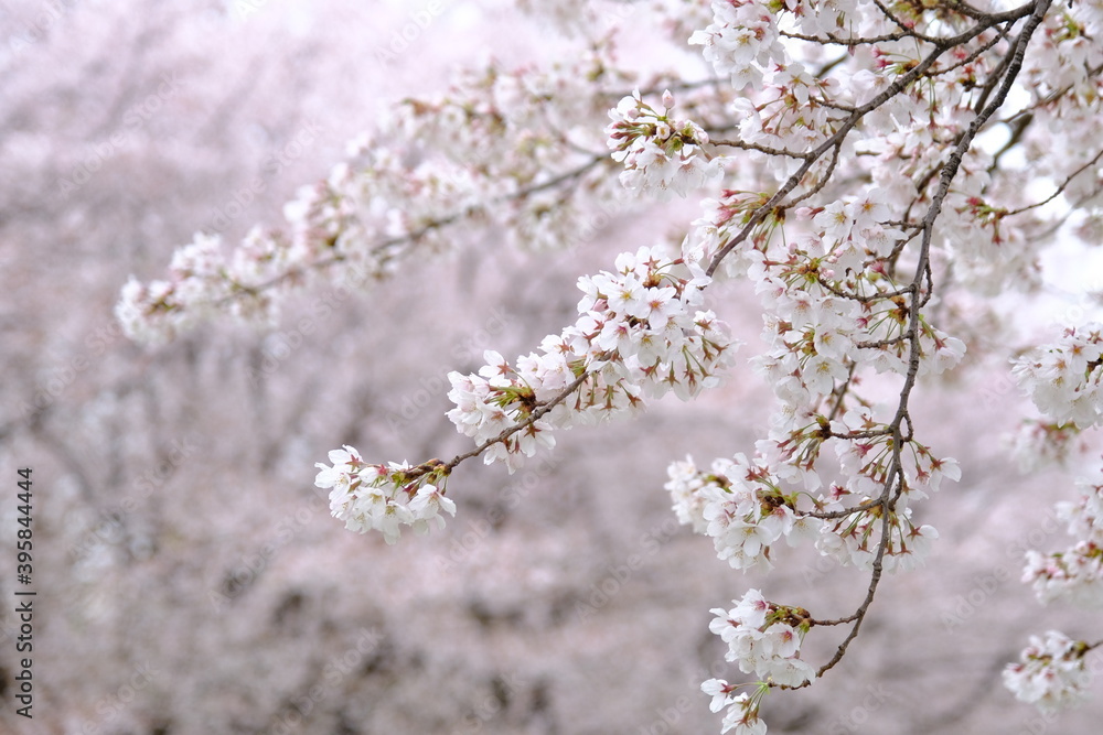 川越　水上公園の桜　アップで撮影