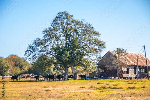 Farmland with an old building and cows in a pasture Fall South