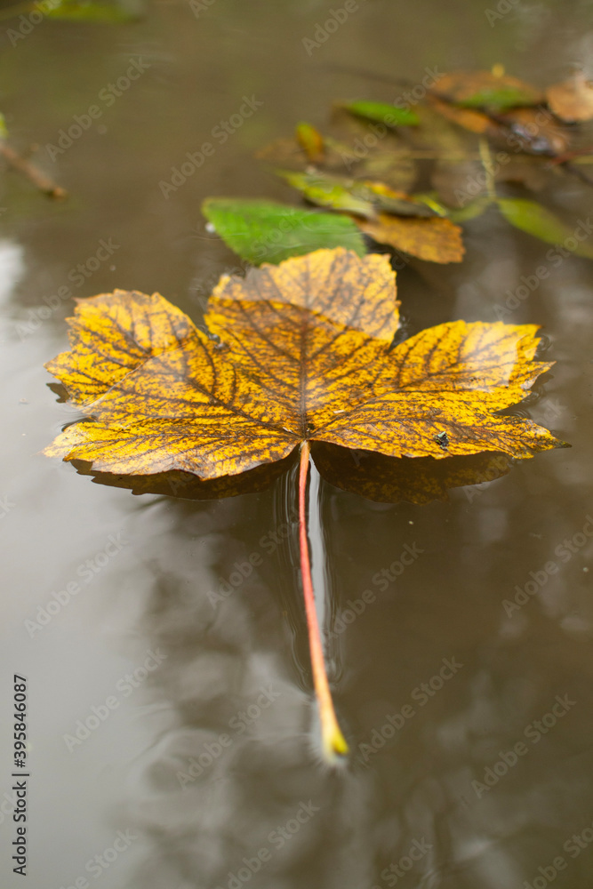 Obraz premium autumn leaves in water