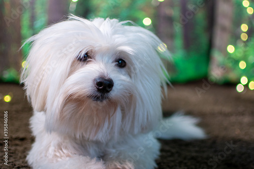 White purebred puppy 