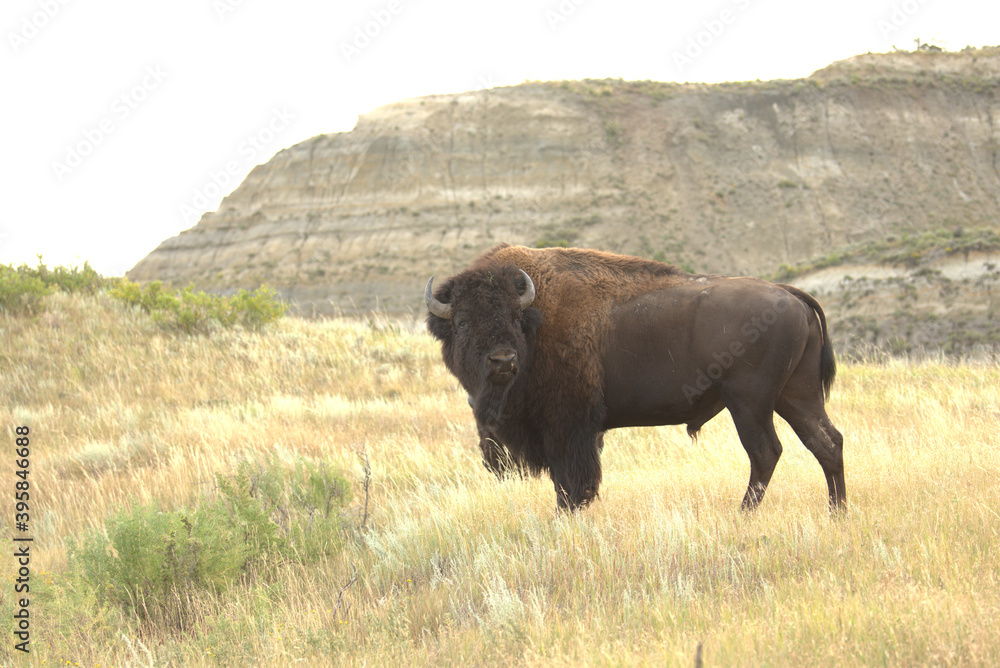 American bison, bison bull portrait