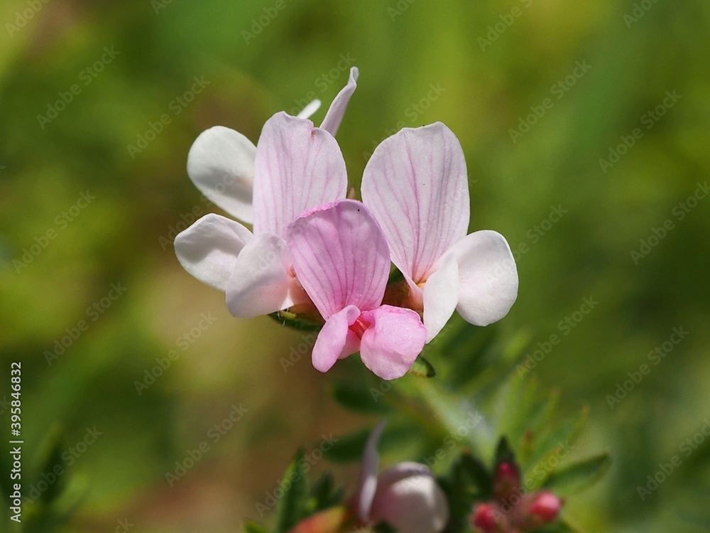Obraz premium Serradella (Ornithopus sativus)