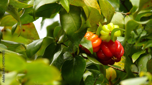 Closeup shot of blooming Surinamese cherries with a fresh tree foliage photo