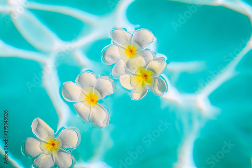 Cute white plumeria flowers with yellow core are in the crystal blue water, close up, background