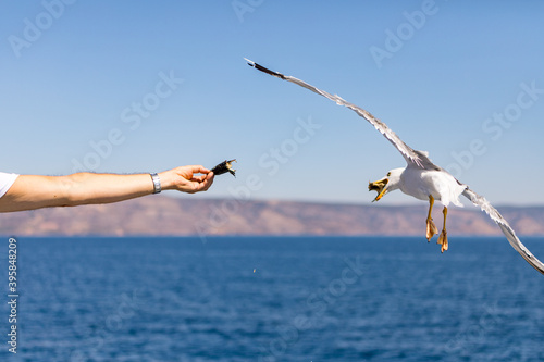 Fototapeta Naklejka Na Ścianę i Meble -  Möve fliegend schnappt sich ein Fisch von einer Hand. Blauer Himmel am Meer in Kroatien