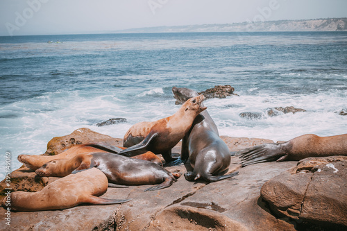 Sea Lion Family lying on beach. Cute adorable Animals. Animal and wildlife nature of America.