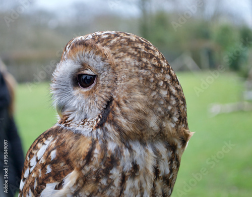 Close up of the side of the head of a brown tawny owl (strix aluco) photo