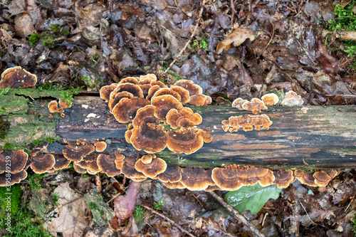 Turkey tail mushrooms (Trametes versicolor) growing on a log