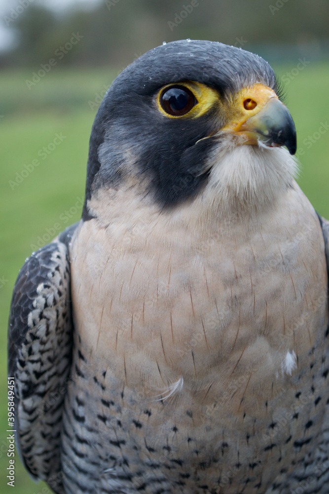 Obraz premium Close up of a beautiful blue-grey peregrine falcon (falco peregrinus). Raindrops bead on its feathers as it poses. Sharp yellow beak and intense eyes