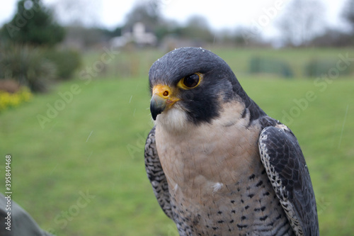 Close up of a beautiful blue-grey peregrine falcon (falco peregrinus). Raindrops bead on its feathers as it poses. Sharp yellow beak and intense eyes