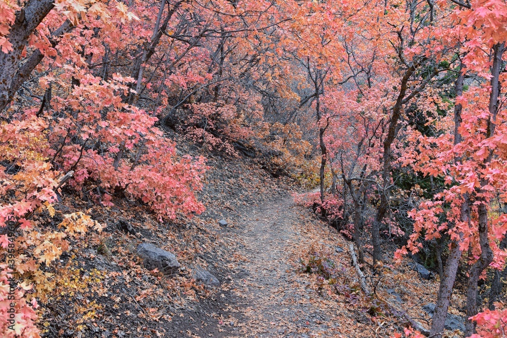 Slide Canyon hiking trail fall leaves mountain landscape view, around Y Trail, Provo Peak, Slate Canyon, Rock Canyon, Wasatch Rocky mountain Range, Utah, United States. 