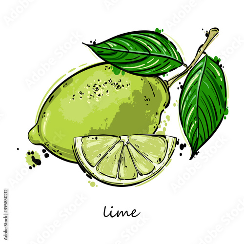 Vector abstract illustration of a lime.
