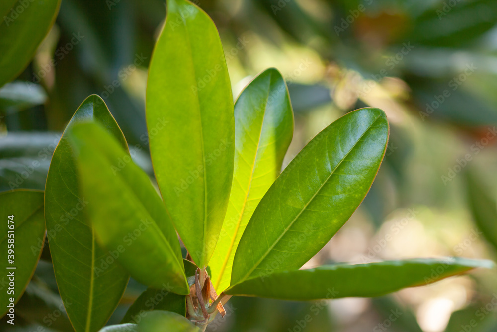 Young green leaves of the plant close up with blurry background, used as a background or texture, soft focus