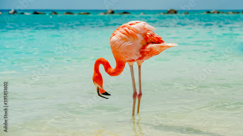 FLAMINGO EATING