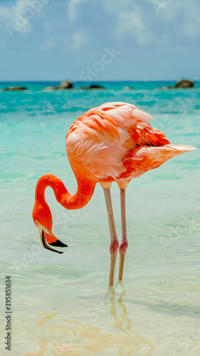 FLAMINGO EATING