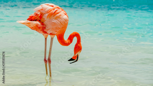FLAMINGO EATING