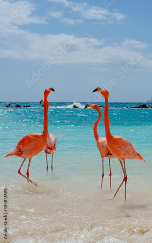 FLAMINGO TLAKING