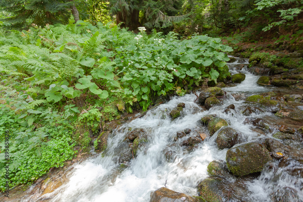 A small mountain stream with stones covered with moss flows past the green grass A small mountain stream with stones covered with moss flows past the green grass